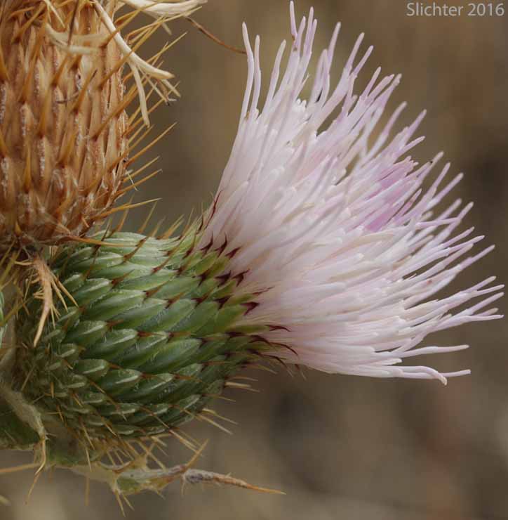 Flowerhead of Wavy-leaf Thistle: Cirsium undulatum Synonym: Cirsium undulatum var. undulatum)