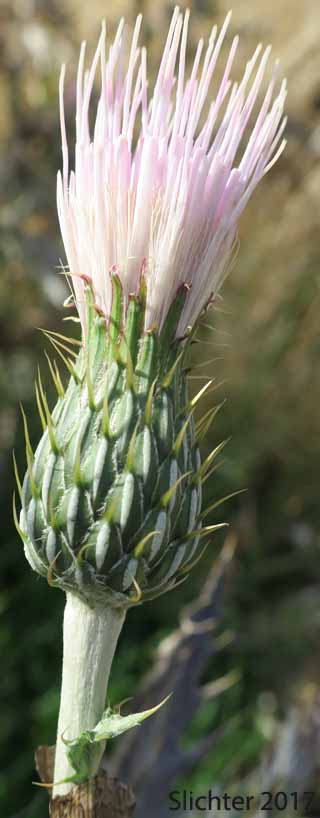 Wavy-leaf Thistle: Cirsium undulatum Synonym: Cirsium undulatum var. undulatum)