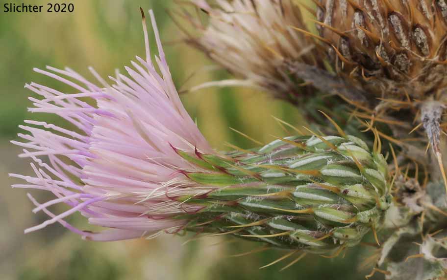 Wavy-leaf Thistle: Cirsium undulatum Synonym: Cirsium undulatum var. undulatum)