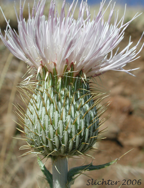 Involucral bracts of Wavy-leaf Thistle: Cirsium undulatum Synonym: Cirsium undulatum var. undulatum)