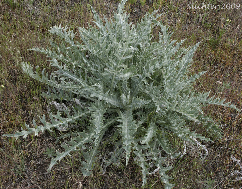 Basal leaves of Wavy-leaf Thistle: Cirsium undulatum Synonym: Cirsium undulatum var. undulatum)