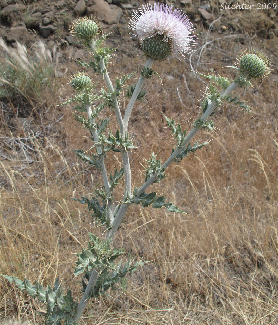 Wavy-leaf Thistle: Cirsium undulatum Synonym: Cirsium undulatum var. undulatum)