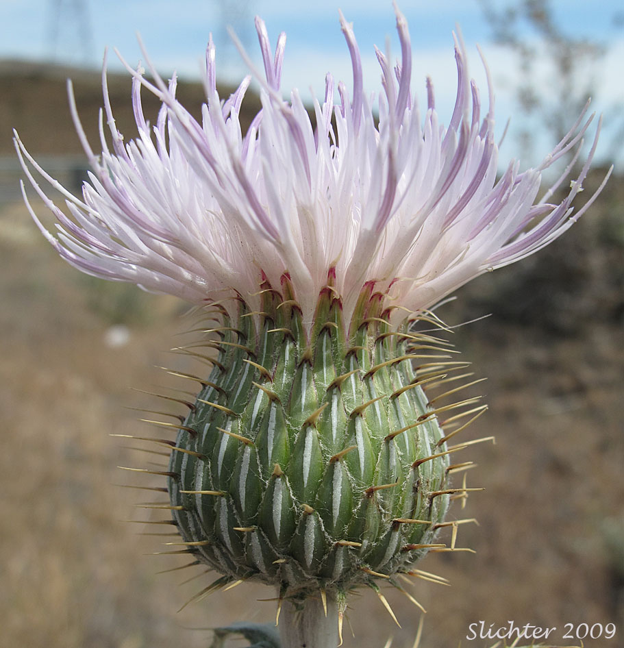 Involucral bracts of Wavy-leaf Thistle: Cirsium undulatum Synonym: Cirsium undulatum var. undulatum)