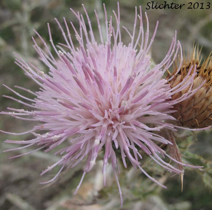 Wavy-leaf Thistle: Cirsium undulatum Synonym: Cirsium undulatum var. undulatum)