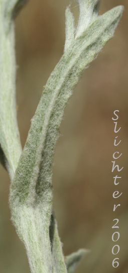Northwestern Rabbit-tobacco, Slender Cudweed, Wright's Cudweed: Pseudognaphalium thermale (Synonyms: Gnaphalium canescens, Gnaphalium canescens ssp. thermale, Gnaphalium microcephalum, Gnaphalium microcephalum ssp thermale, Gnaphalium microcephalum var. thermale, Gnaphalium thermale, Pseudognaphalium canescens ssp. microcephalum, Pseudognaphalium canescens ssp. thermale)