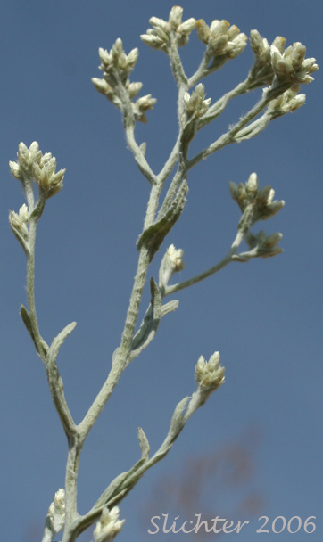 Northwestern Rabbit-tobacco, Slender Cudweed, Wright's Cudweed: Pseudognaphalium thermale (Synonyms: Gnaphalium canescens, Gnaphalium canescens ssp. thermale, Gnaphalium microcephalum, Gnaphalium microcephalum ssp thermale, Gnaphalium microcephalum var. thermale, Gnaphalium thermale, Pseudognaphalium canescens ssp. microcephalum, Pseudognaphalium canescens ssp. thermale)