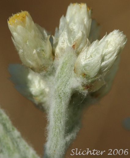 Northwestern Rabbit-tobacco, Slender Cudweed, Wright's Cudweed: Pseudognaphalium thermale (Synonyms: Gnaphalium canescens, Gnaphalium canescens ssp. thermale, Gnaphalium microcephalum, Gnaphalium microcephalum ssp thermale, Gnaphalium microcephalum var. thermale, Gnaphalium thermale, Pseudognaphalium canescens ssp. microcephalum, Pseudognaphalium canescens ssp. thermale)