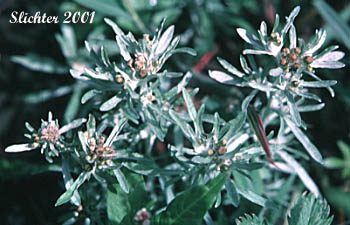 Marsh Cudweed: Gnaphalium uliginosum