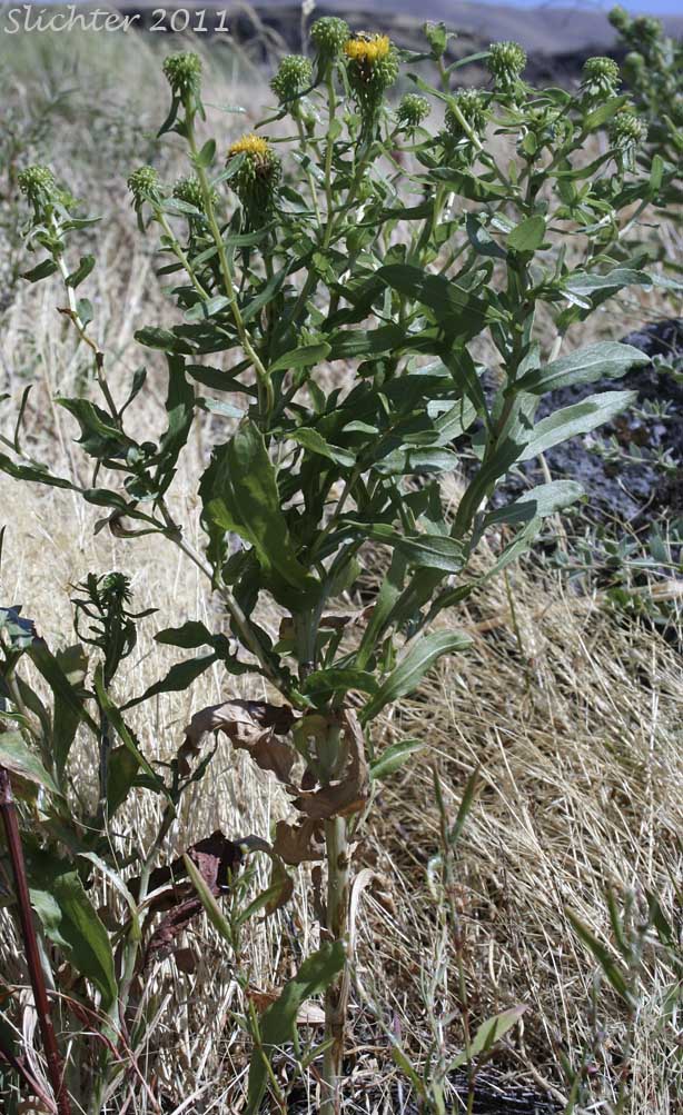 Columbia Gumplant, Columbia Gumweed, Columbia River Gumweed: Grindelia nana var. discoidea (Synonyms: Grindelia columbiana, Grindelia columbiana ssp. columbiana)