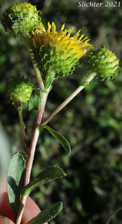 Columbia Gumplant, Columbia Gumweed, Columbia River Gumweed: Grindelia nana var. discoidea (Synonyms: Grindelia columbiana, Grindelia columbiana ssp. columbiana). In Washington this is considered Grindelia hirsutula (Synonyms: Grindelia arenicola, Grindelia columbiana, Grindelia integrifolia var. macrophylla, Grindelia nana, Grindelia nana ssp. columbiana, Grindelia nana ssp. nana, Grindelia nana var. discoidea, Grindelia nana var. integerrima, Grindelia nana var. integrifolia, Grindelia nana var. nana, Grindelia squarrosa var. quasiperennis, Grindelia stricta, Grindelia stricta ssp. stricta, Grindelia stricta var. stricta)