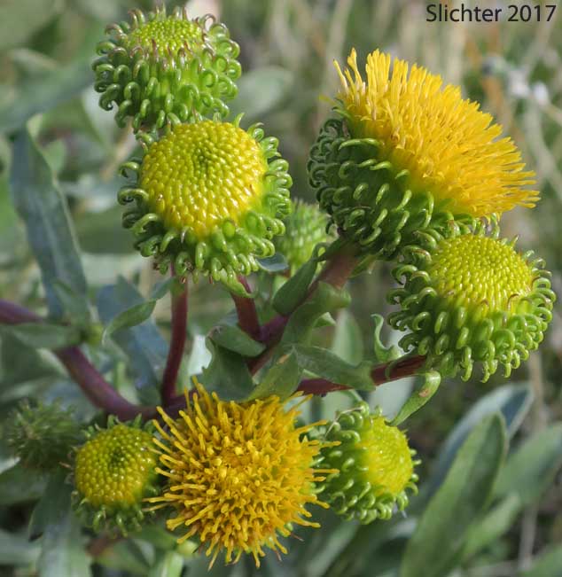 Columbia Gumplant, Columbia Gumweed, Columbia River Gumweed: Grindelia nana var. discoidea (Synonyms: Grindelia columbiana, Grindelia columbiana ssp. columbiana). In Washington this is considered Grindelia hirsutula (Synonyms: Grindelia arenicola, Grindelia columbiana, Grindelia integrifolia var. macrophylla, Grindelia nana, Grindelia nana ssp. columbiana, Grindelia nana ssp. nana, Grindelia nana var. discoidea, Grindelia nana var. integerrima, Grindelia nana var. integrifolia, Grindelia nana var. nana, Grindelia squarrosa var. quasiperennis, Grindelia stricta, Grindelia stricta ssp. stricta, Grindelia stricta var. stricta)