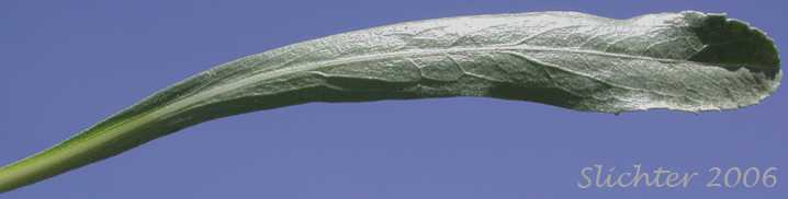 Stem leaf of Columbia Gumplant, Columbia Gumweed, Columbia River Gumweed: Grindelia nana var. discoidea (Synonyms: Grindelia columbiana, Grindelia columbiana ssp. columbiana
