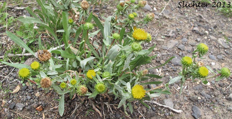 Columbia Gumplant, Columbia Gumweed, Columbia River Gumweed: Grindelia nana var. discoidea (Synonyms: Grindelia columbiana, Grindelia columbiana ssp. columbiana). In Washington this is considered Grindelia hirsutula (Synonyms: Grindelia arenicola, Grindelia columbiana, Grindelia integrifolia var. macrophylla, Grindelia nana, Grindelia nana ssp. columbiana, Grindelia nana ssp. nana, Grindelia nana var. discoidea, Grindelia nana var. integerrima, Grindelia nana var. integrifolia, Grindelia nana var. nana, Grindelia squarrosa var. quasiperennis, Grindelia stricta, Grindelia stricta ssp. stricta, Grindelia stricta var. stricta)