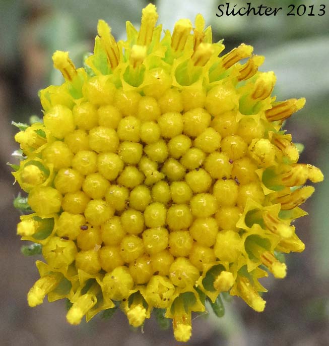 Flower head of Columbia Gumplant, Columbia Gumweed, Columbia River Gumweed: Grindelia nana var. discoidea (Synonyms: Grindelia columbiana, Grindelia columbiana ssp. columbiana). In Washington this is considered Grindelia hirsutula (Synonyms: Grindelia arenicola, Grindelia columbiana, Grindelia integrifolia var. macrophylla, Grindelia nana, Grindelia nana ssp. columbiana, Grindelia nana ssp. nana, Grindelia nana var. discoidea, Grindelia nana var. integerrima, Grindelia nana var. integrifolia, Grindelia nana var. nana, Grindelia squarrosa var. quasiperennis, Grindelia stricta, Grindelia stricta ssp. stricta, Grindelia stricta var. stricta)