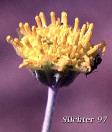 Columbia Cut Leaf: Hymenopappus filifolius