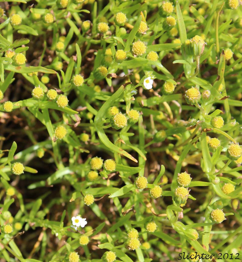 Smooth Goldfields, Smooth Lasthenia: Lasthenia glaberrima