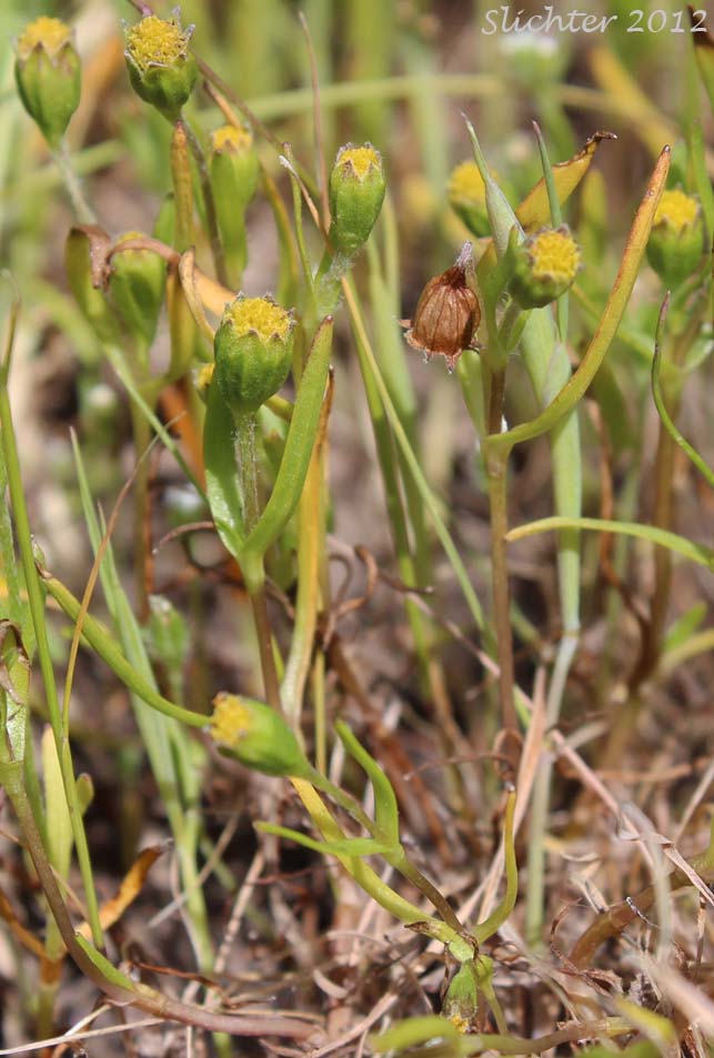 Smooth Goldfields, Smooth Lasthenia: Lasthenia glaberrima