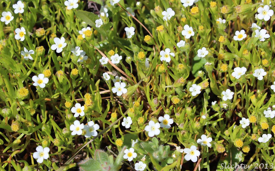 Smooth Goldfields, Smooth Lasthenia: Lasthenia glaberrima