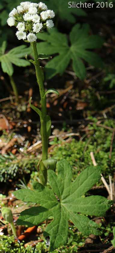 Arctic Coltsfoot, Sweet Coltsfoot, Western Coltsfoot: Petasites frigidus var. palmatus (Synonyms: Nardosmia palmata, Petasites arcticus, Petasites frigidus ssp. arcticus, Petasites palmatus, Petasites palmatus ssp. speciosus, Petasites speciosus, Tussilago palmata)