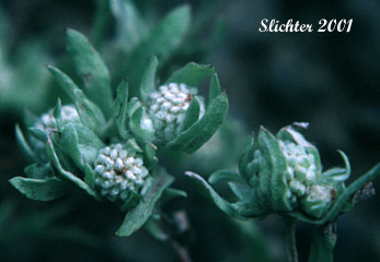 Meadow Woollyheads, Tall Woollyheads, Tall Woolly Heads: Psilocarphus elatior (Synonym: Psilocarphus oregonus var. elatior)