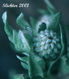 Meadow Woollyheads, Tall Woollyheads, Tall Woolly Heads: Psilocarphus elatior (Synonym: Psilocarphus oregonus var. elatior)