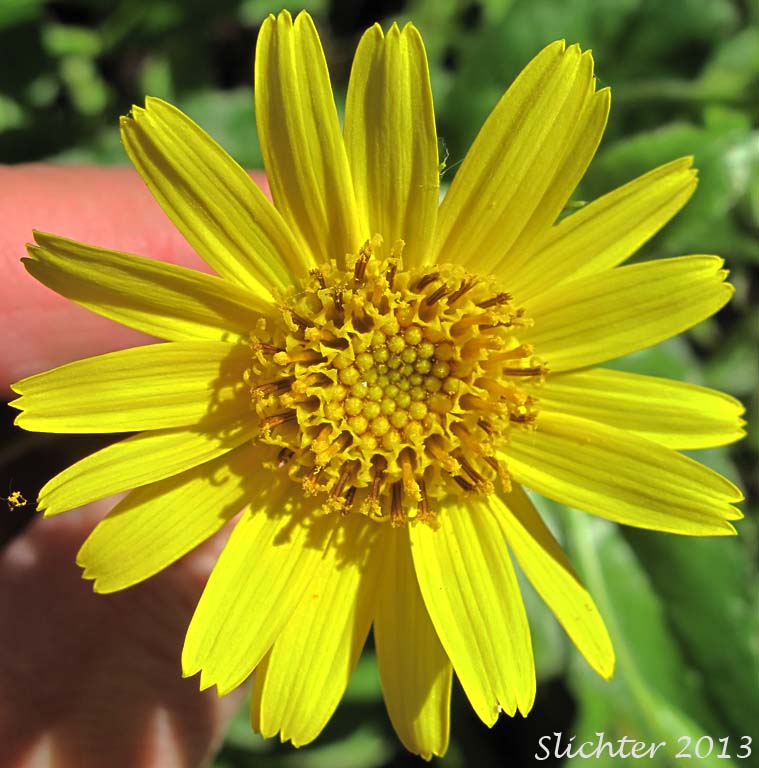 Flower head of Clasping Arnica, Columbia Gorge Arnica, Streambank Arnica, Streambank Leopardbane: Arnica lanceolata ssp. prima (Synonyms: Arnica amplexicaulis, Arnica amplexicaulis ssp. amplexicaulis, Arnica amplexicaulis var. amplexicaulis, Arnica amplexicaulis var. piperi, Arnica amplexifolia ssp. prima)