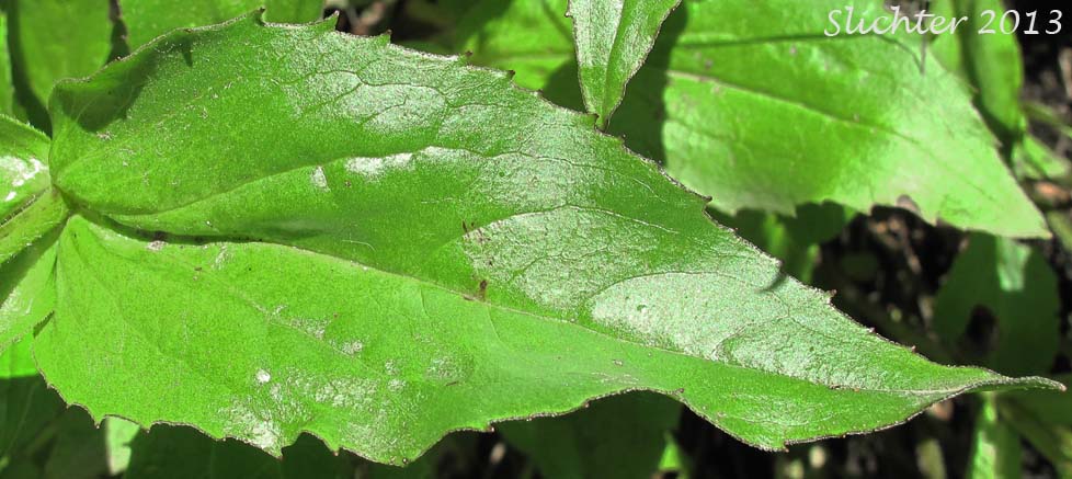 Clasping stem leaf of Clasping Arnica, Columbia Gorge Arnica, Streambank Arnica, Streambank Leopardbane: Arnica lanceolata ssp. prima (Synonyms: Arnica amplexicaulis, Arnica amplexicaulis ssp. amplexicaulis, Arnica amplexicaulis var. amplexicaulis, Arnica amplexicaulis var. piperi, Arnica amplexifolia ssp. prima)