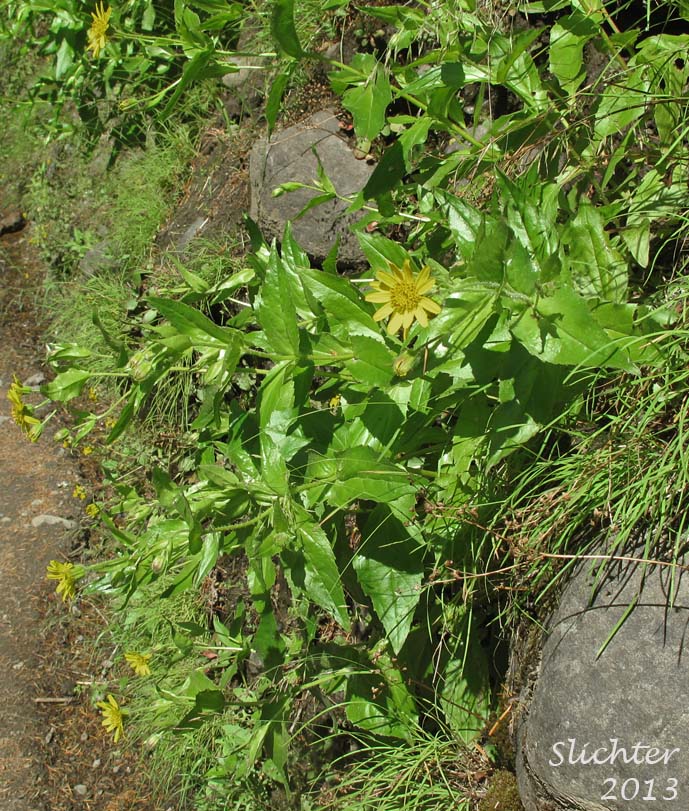 Clasping Arnica, Columbia Gorge Arnica, Streambank Arnica, Streambank Leopardbane: Arnica lanceolata ssp. prima (Synonyms: Arnica amplexicaulis, Arnica amplexicaulis ssp. amplexicaulis, Arnica amplexicaulis var. amplexicaulis, Arnica amplexicaulis var. piperi, Arnica amplexifolia ssp. prima)