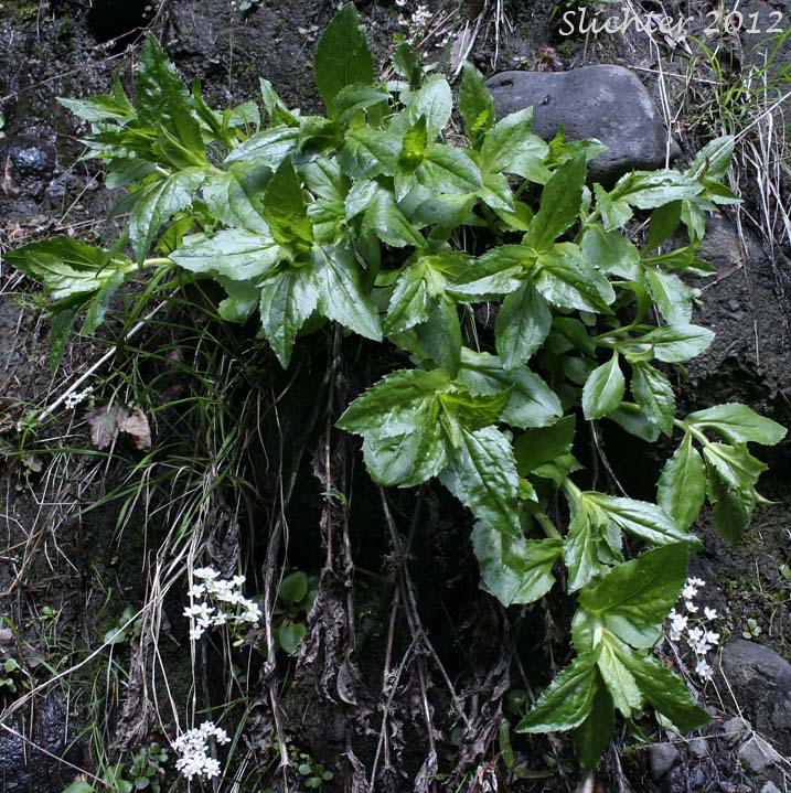 Leafy stems of Clasping Arnica, Columbia Gorge Arnica, Streambank Arnica, Streambank Leopardbane: Arnica lanceolata ssp. prima (Synonyms: Arnica amplexicaulis, Arnica amplexicaulis ssp. amplexicaulis, Arnica amplexicaulis var. amplexicaulis, Arnica amplexicaulis var. piperi, Arnica amplexifolia ssp. prima)