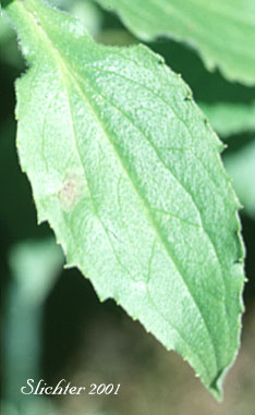 Stem leaf of Clasping Arnica, Columbia Gorge Arnica, Streambank Arnica, Streambank Leopardbane: Arnica lanceolata ssp. prima (Synonyms: Arnica amplexicaulis, Arnica amplexicaulis ssp. amplexicaulis, Arnica amplexicaulis var. amplexicaulis, Arnica amplexicaulis var. piperi, Arnica amplexifolia ssp. prima)