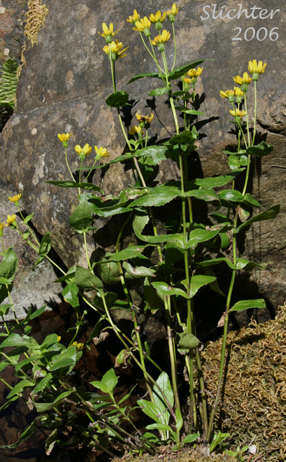 Clasping Arnica, Columbia Gorge Arnica, Streambank Arnica, Streambank Leopardbane: Arnica lanceolata ssp. prima (Synonyms: Arnica amplexicaulis, Arnica amplexicaulis ssp. amplexicaulis, Arnica amplexicaulis var. amplexicaulis, Arnica amplexicaulis var. piperi, Arnica amplexifolia ssp. prima)
