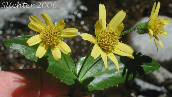 Flower heads and upper stem leaf of Clasping Arnica, Columbia Gorge Arnica, Streambank Arnica, Streambank Leopardbane: Arnica lanceolata ssp. prima (Synonyms: Arnica amplexicaulis, Arnica amplexicaulis ssp. amplexicaulis, Arnica amplexicaulis var. amplexicaulis, Arnica amplexicaulis var. piperi, Arnica amplexifolia ssp. prima)