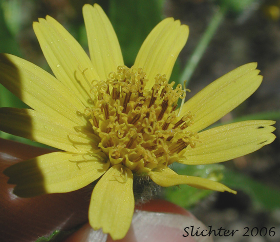 Flower head of Clasping Arnica, Columbia Gorge Arnica, Streambank Arnica, Streambank Leopardbane: Arnica lanceolata ssp. prima (Synonyms: Arnica amplexicaulis, Arnica amplexicaulis ssp. amplexicaulis, Arnica amplexicaulis var. amplexicaulis, Arnica amplexicaulis var. piperi, Arnica amplexifolia ssp. prima)