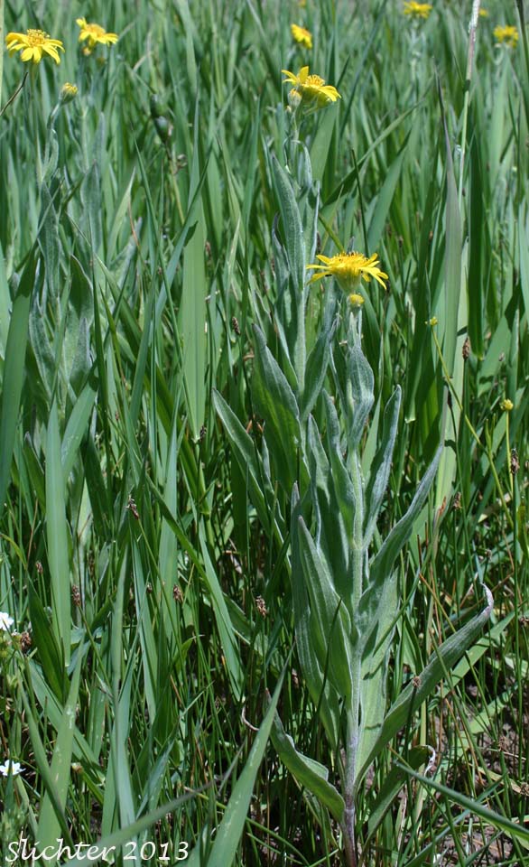 Chamisso Arnica, Leafy Arnica, Leafy Leopardbane, Meadow Arnica, Narrowleaf Arnica, Silvery Arnica: Arnica chamissonis (Synonyms: Arnica chamissonis ssp. chamissonis, Arnica chamissonis ssp. foliosa, Arnica chamissonis ssp. incana, Arnica chamissonis var. andina, Arnica chamissonis var. chamissonis, Arnica chamissonis var. foliosa, Arnica chamissonis var. incana, Arnica chamissonis var. interior, Arnica chamissonis var. maguirei)