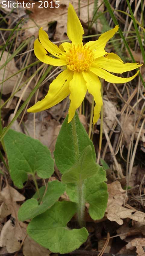 Heart-leaf Arnica, Heart-leaf Leopardbane: Arnica cordifolia (Synonyms: Arnica cordifolia var. cordifolia, Arnica cordifolia var. pumila)