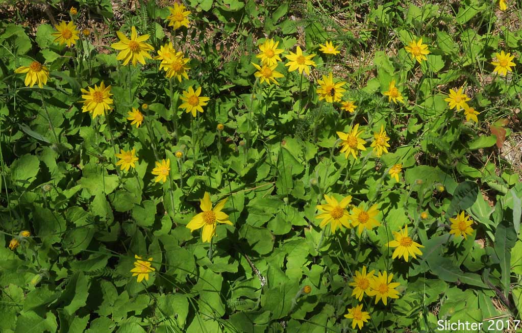 Heart-leaf Arnica, Heart-leaf Leopardbane: Arnica cordifolia (Synonyms: Arnica cordifolia var. cordifolia, Arnica cordifolia var. pumila)
