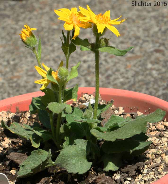 Heart-leaf Arnica, Heart-leaf Leopardbane: Arnica cordifolia (Synonyms: Arnica cordifolia var. cordifolia, Arnica cordifolia var. pumila)