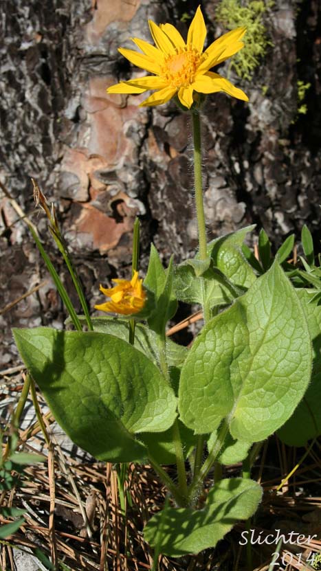 Heart-leaf Arnica, Heart-leaf Leopardbane: Arnica cordifolia (Synonyms: Arnica cordifolia var. cordifolia, Arnica cordifolia var. pumila)