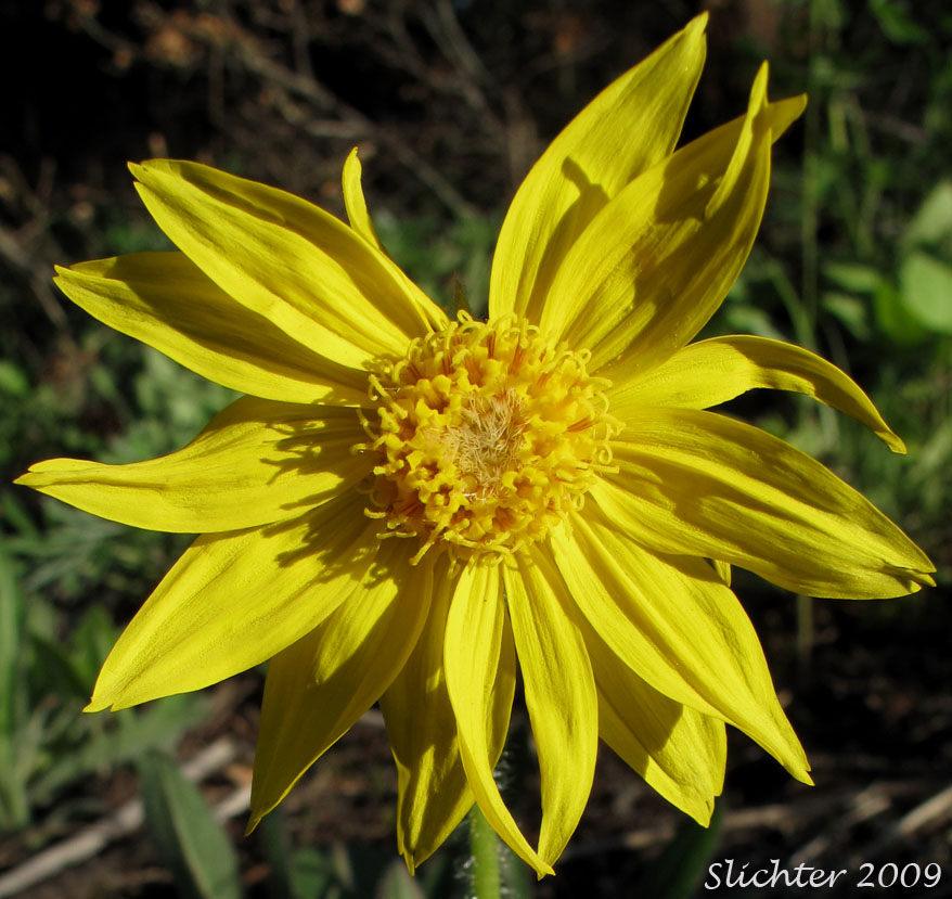 Flower head of Heart-leaf Arnica, Heart-leaf Leopardbane: Arnica cordifolia (Synonyms: Arnica cordifolia var. cordifolia, Arnica cordifolia var. pumila)
