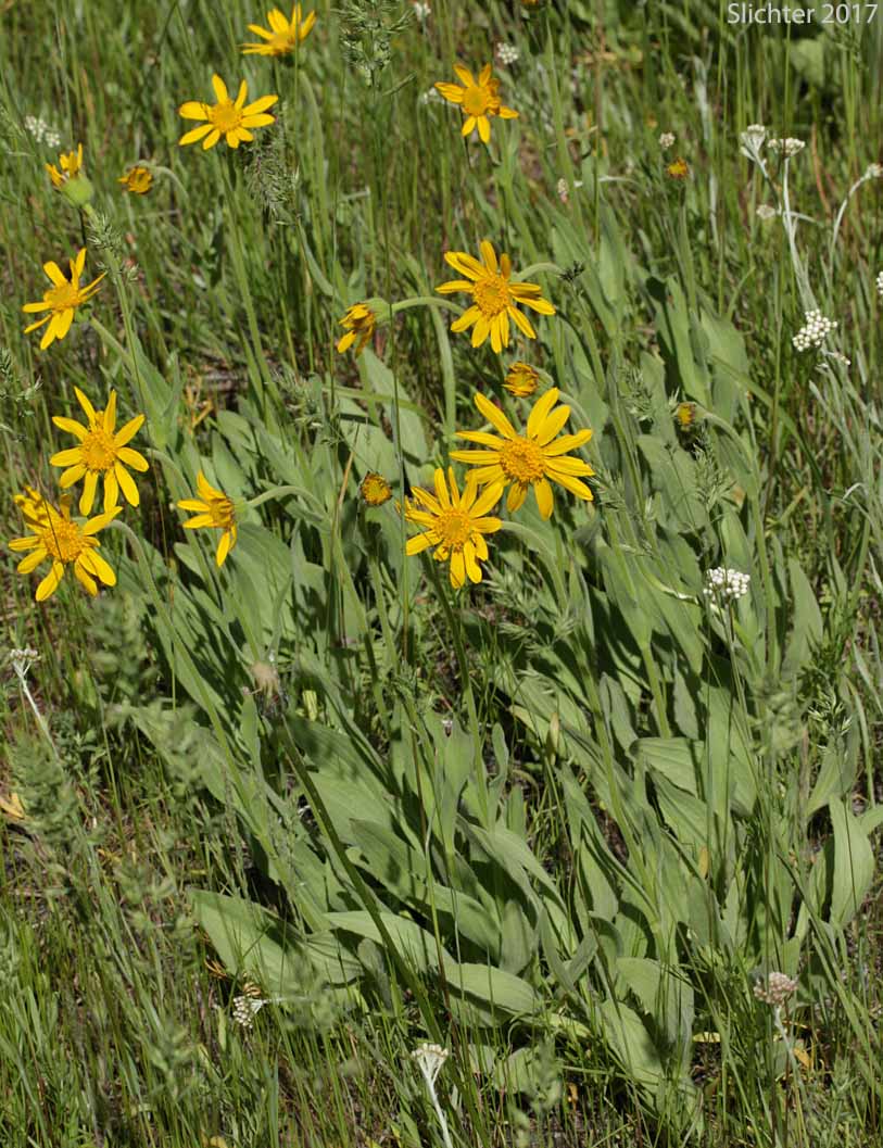Foothill Arnica, Hillside Arnica, Orange Arnica, Shining Leopardbane: Arnica fulgens