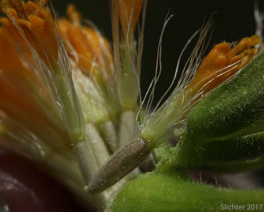 Achene, pappus and disk corolla of Foothill Arnica, Hillside Arnica, Orange Arnica, Shining Leopardbane: Arnica fulgens