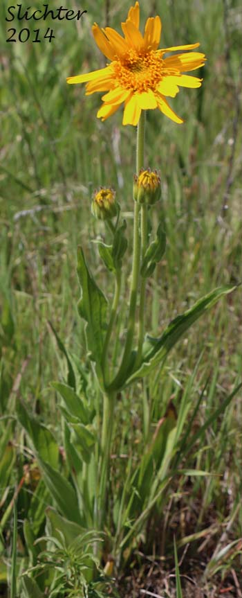 Hairy Arnica, Cordilleran Arnica, Cordilleran Leoparbane: Arnica mollis