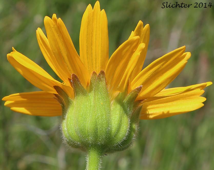 Involucral bracts of Hairy Arnica, Cordilleran Arnica, Cordilleran Leoparbane: Arnica mollis