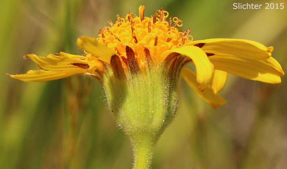 Involucral bracts of Bunch Arnica, Foothills Arnica, Twin Arnica, Twin Leopardbane: Arnica sororia (Synonym: Arnica fulgens var. sororia)