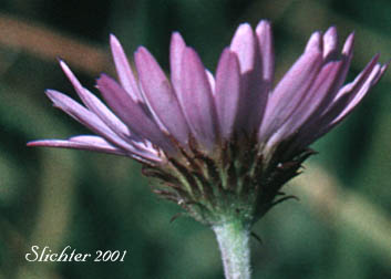 Alpine Aster, Tundra Aster: Oreostemma alpigenum var. alpigenum (Synonyms: Aster alpigenus, Aster alpigenus ssp. alpigenus, Aster alpigenus var. alpigenus, Haplopappus alpigenus)