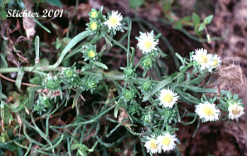 Alkali Aster, Short-rayed Alkali Aster, Short-rayed Aster: Symphyotrichum frondosum (Synonyms: Aster frondosus, Brachyactis frondosa)