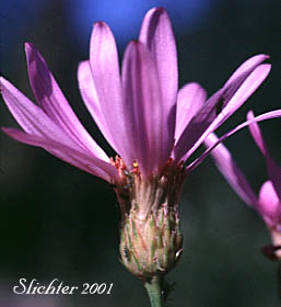 Involucral bracts of Klickitat Aster: Eucephalus glaucescens (Synonyms: Aster engelmannii var. glaucescens, Aster glaucescens)