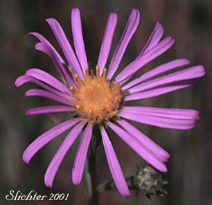 Flower head of Larger Western Mountain Aster: Symphyotrichum spathulatum var. intermedium