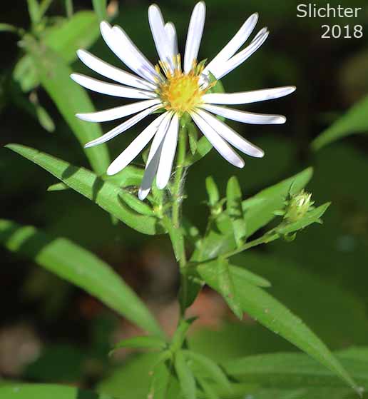 Douglas Aster, Douglas' Aster: Symphyotrichum subspicatum (Synonyms: Aster bulteri, Aster douglasii, Aster maccallae, Aster subspicatus, Aster subspicatus var. grayi, Aster subspicatus var. subspicatus, Symphyotrichum subspicatum var. grayi)