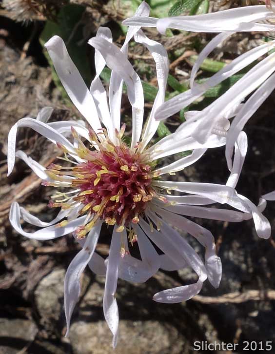 Douglas Aster, Douglas' Aster: Symphyotrichum subspicatum (Synonyms: Aster bulteri, Aster douglasii, Aster maccallae, Aster subspicatus, Aster subspicatus var. grayi, Aster subspicatus var. subspicatus, Symphyotrichum subspicatum var. grayi)